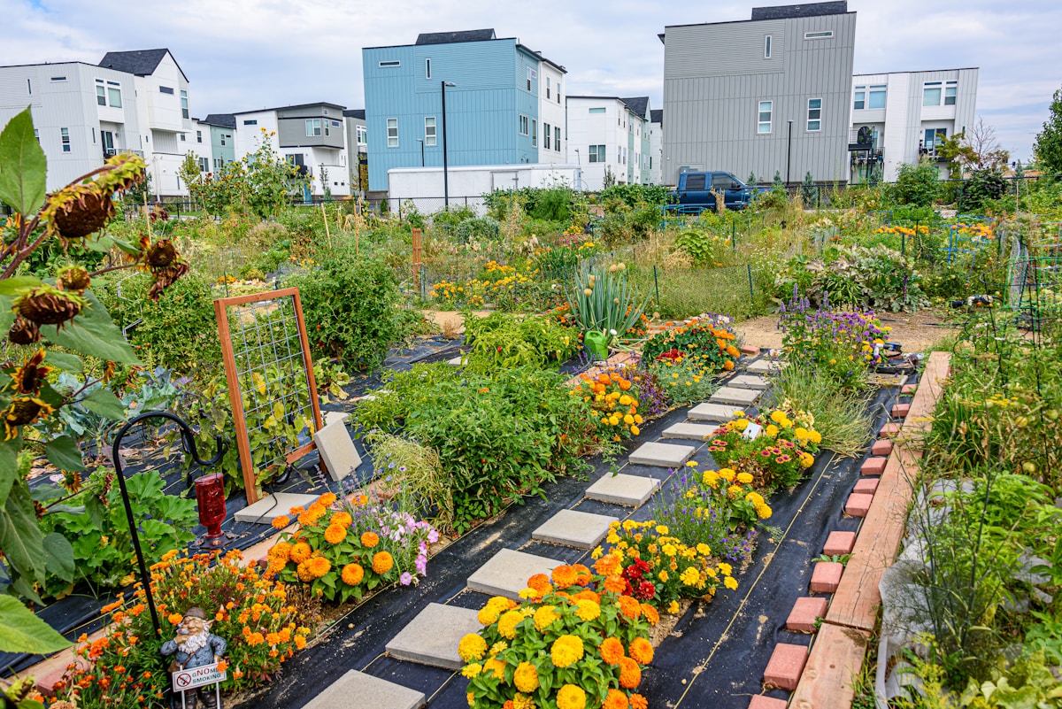 Auckland Suburb Transforms Abandoned Lot Into Thriving Community Garden Feeding 200 Families