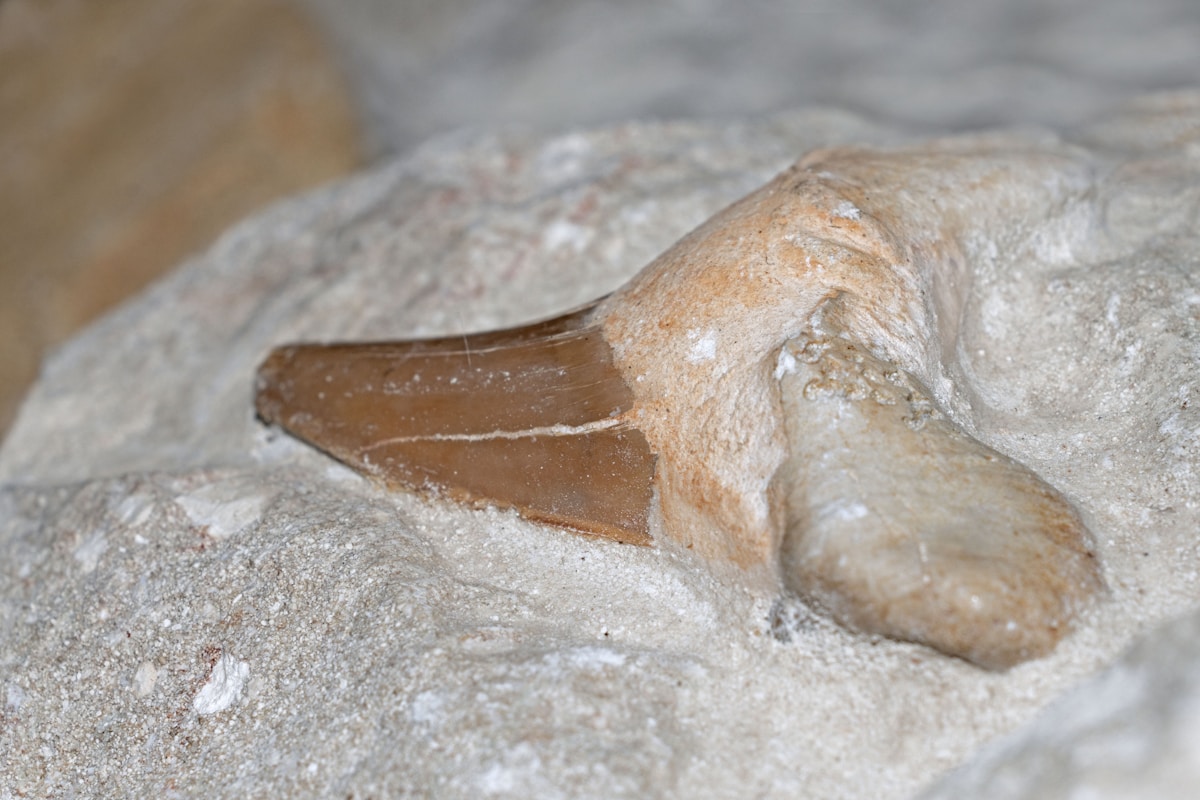 Florida Teen's Spring Break Discovery: A 6-Inch Megalodon Tooth From Ancient Seas
