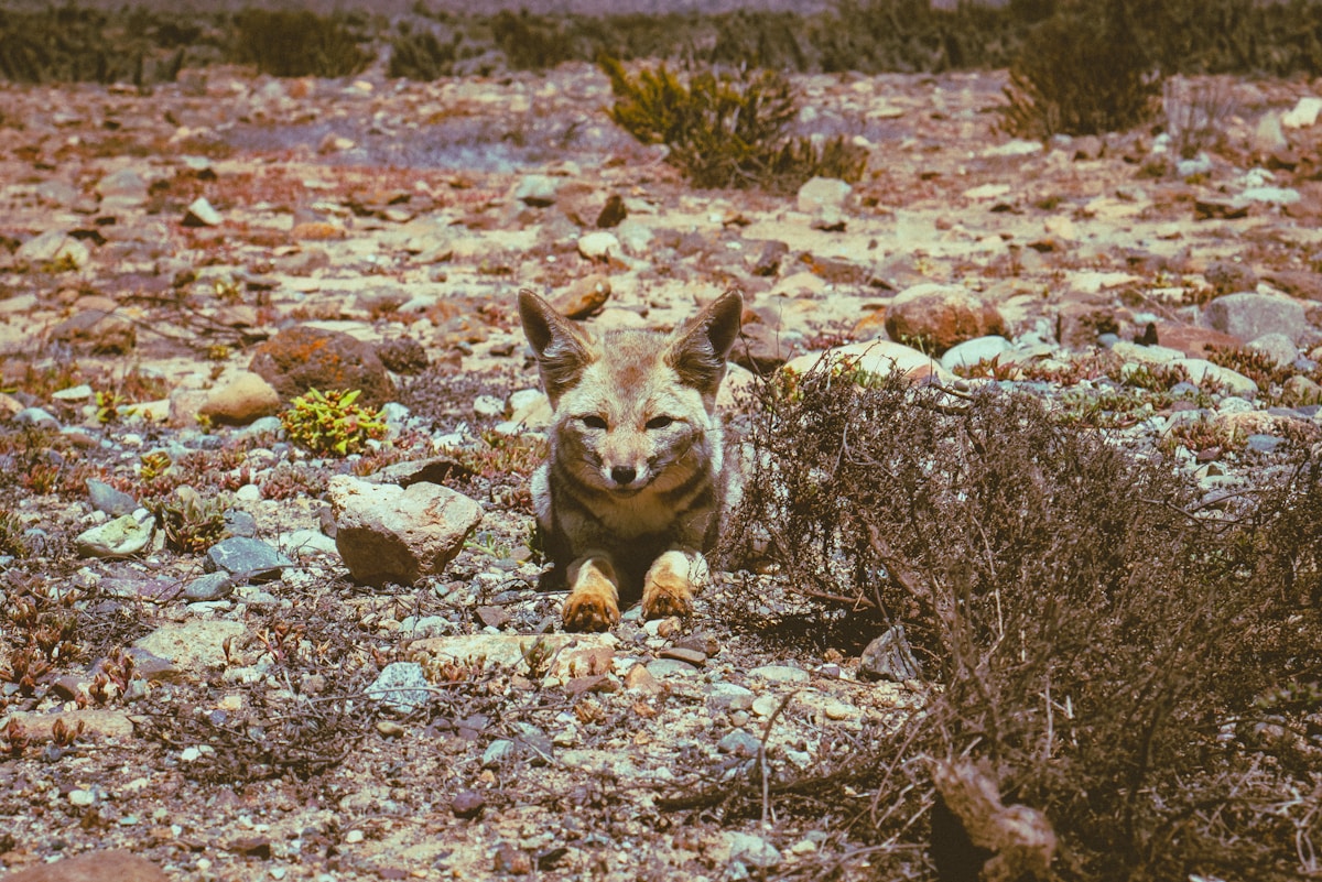 Park Ranger Makes Historic Discovery: First-Ever Photos of Rare Species in the Wild