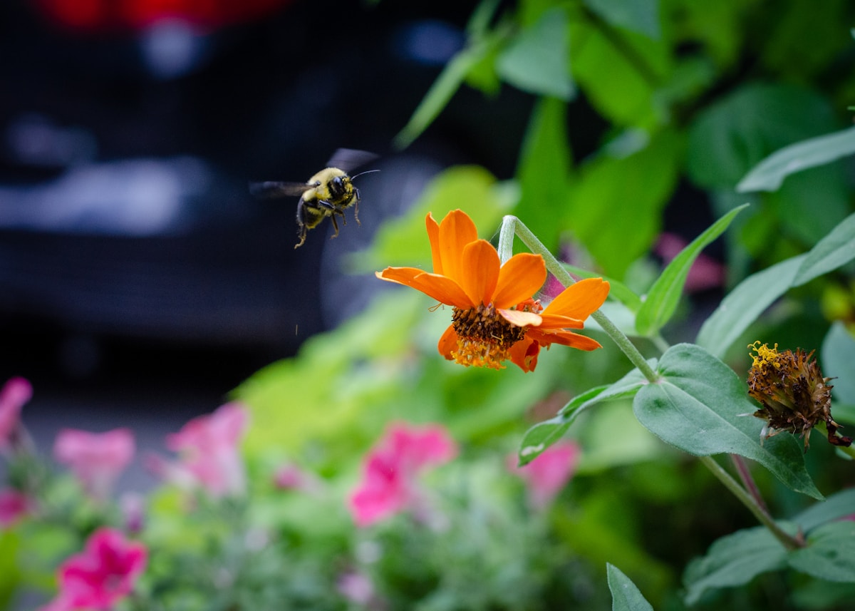 A Neighborhood Designed for Both People and Pollinators Becomes a First in America