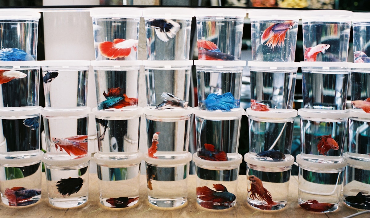 Pet Shop Betta Fish Blossoms Into Brilliant Blue in Loving Home