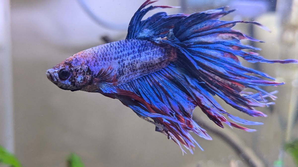 Neglected Betta Fish Blooms Into Brilliant Blue in Loving Home