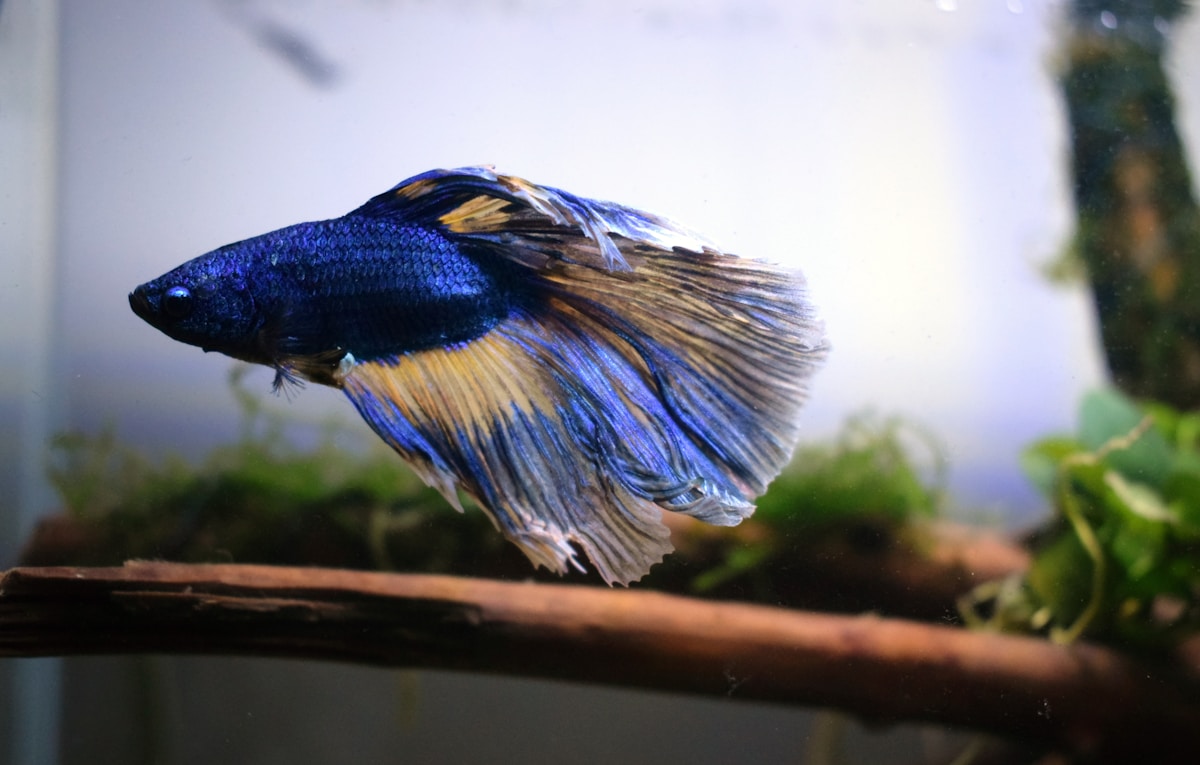 Neglected Betta Fish Blossoms Into Stunning Blue After Finding a Loving Home
