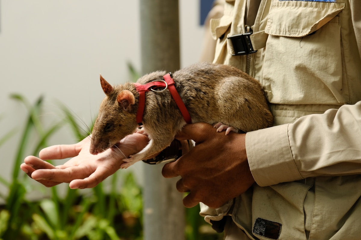 A Fearless Four-Legged Detective Gets His Monument: Cambodia Honors Rat Who Saved Lives