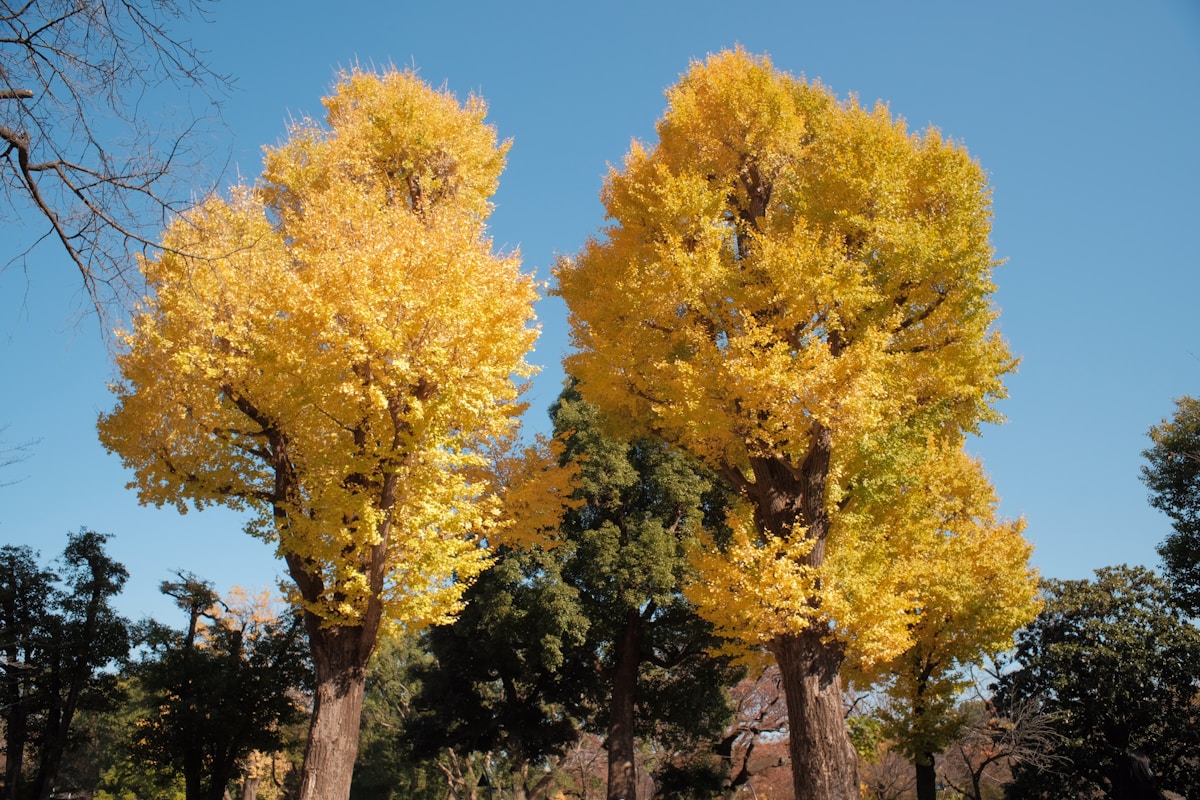 Data Science Offers New Hope for Saving Butternut Trees From Extinction