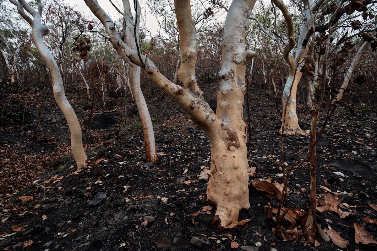 New Research Reveals How to Save Butternut Trees From the Brink of Extinction