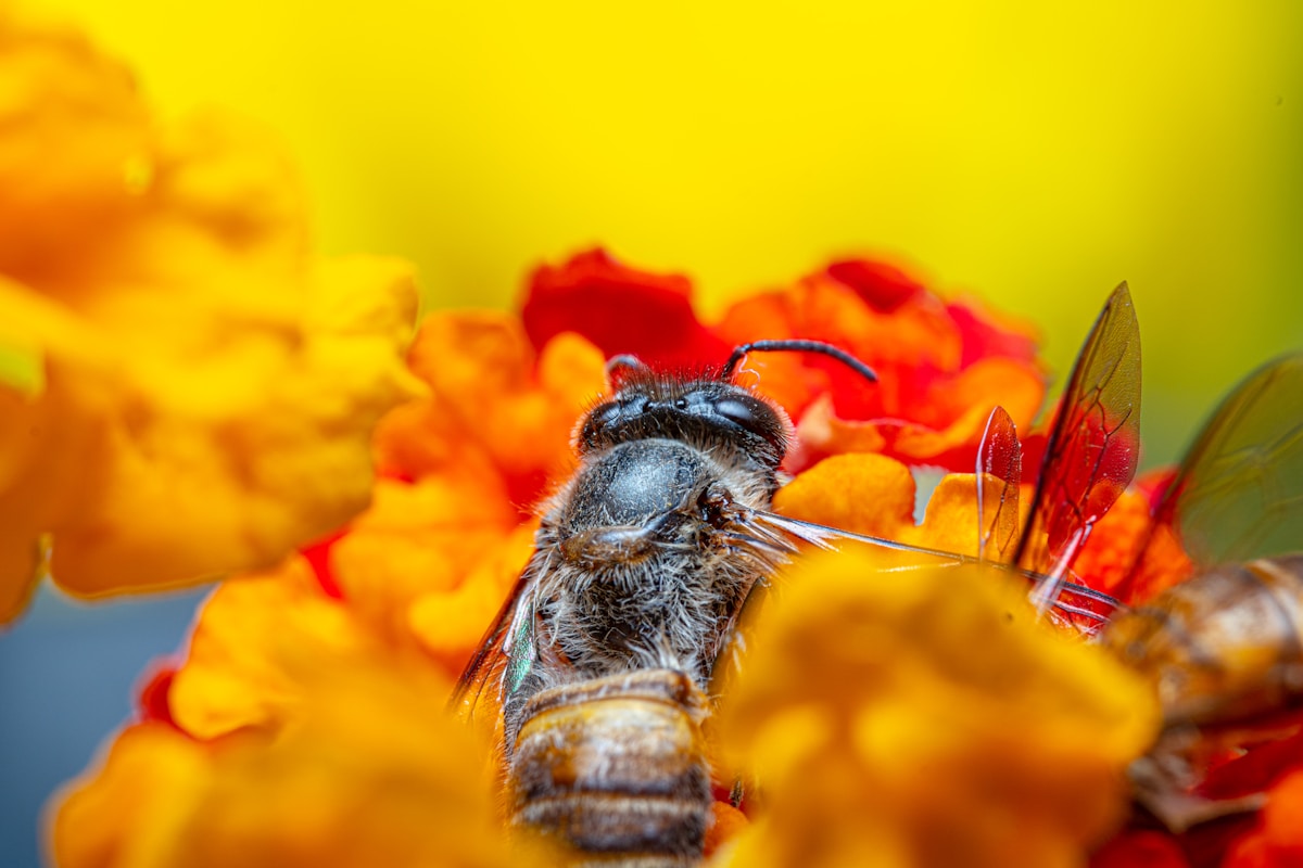 Red Light Therapy Offers New Promise for Bee Health and Pollination