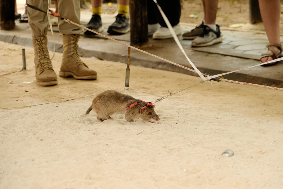 A Four-Legged Lifesaver: Cambodia Immortalizes Heroic Rat Who Detected 100 Landmines