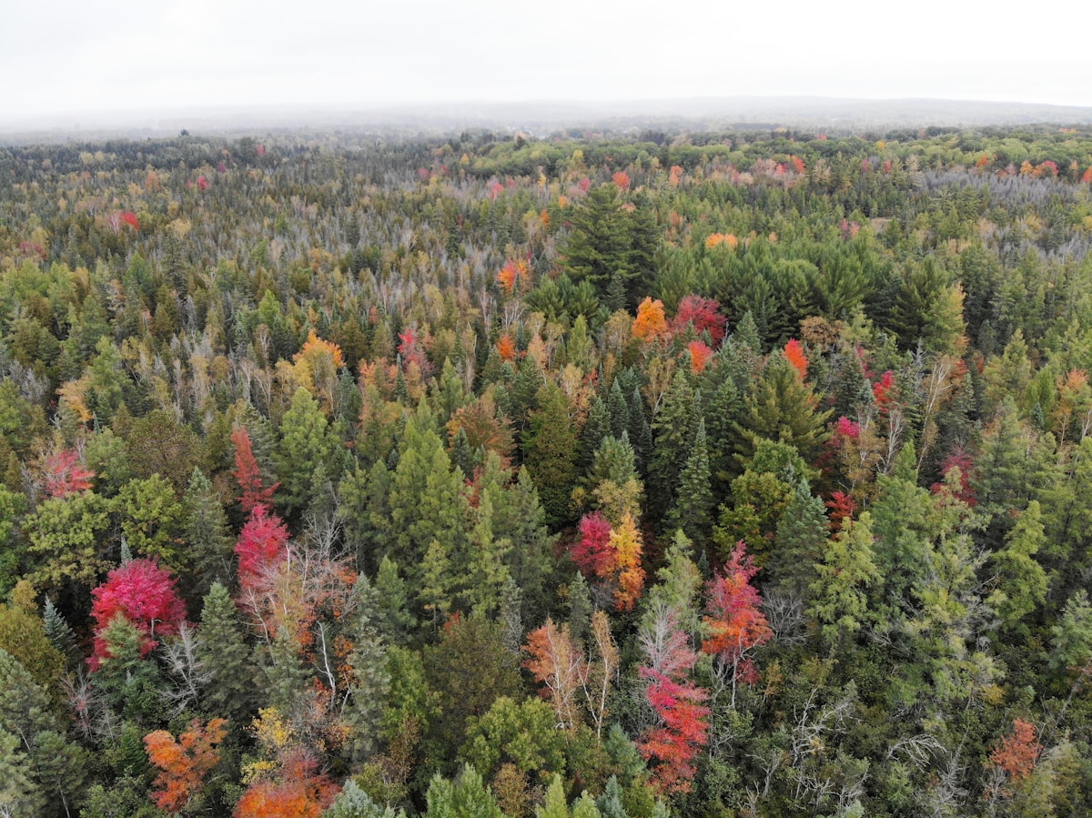 Data Science Reveals Where Butternut Trees Thrive—Opening New Path for Forest Recovery