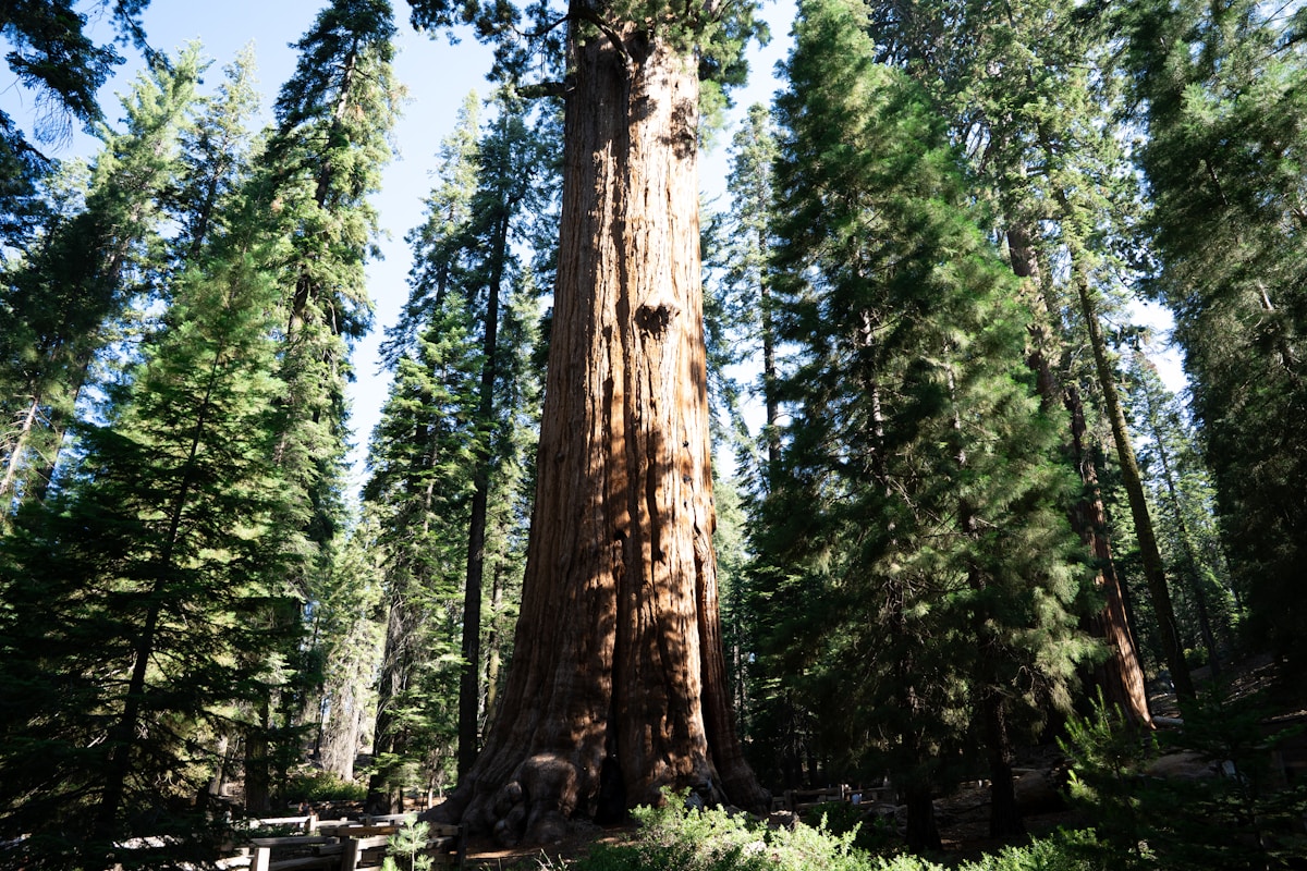 Saving the Butternut: Scientists Use Data Science to Find Disease-Resistant Trees