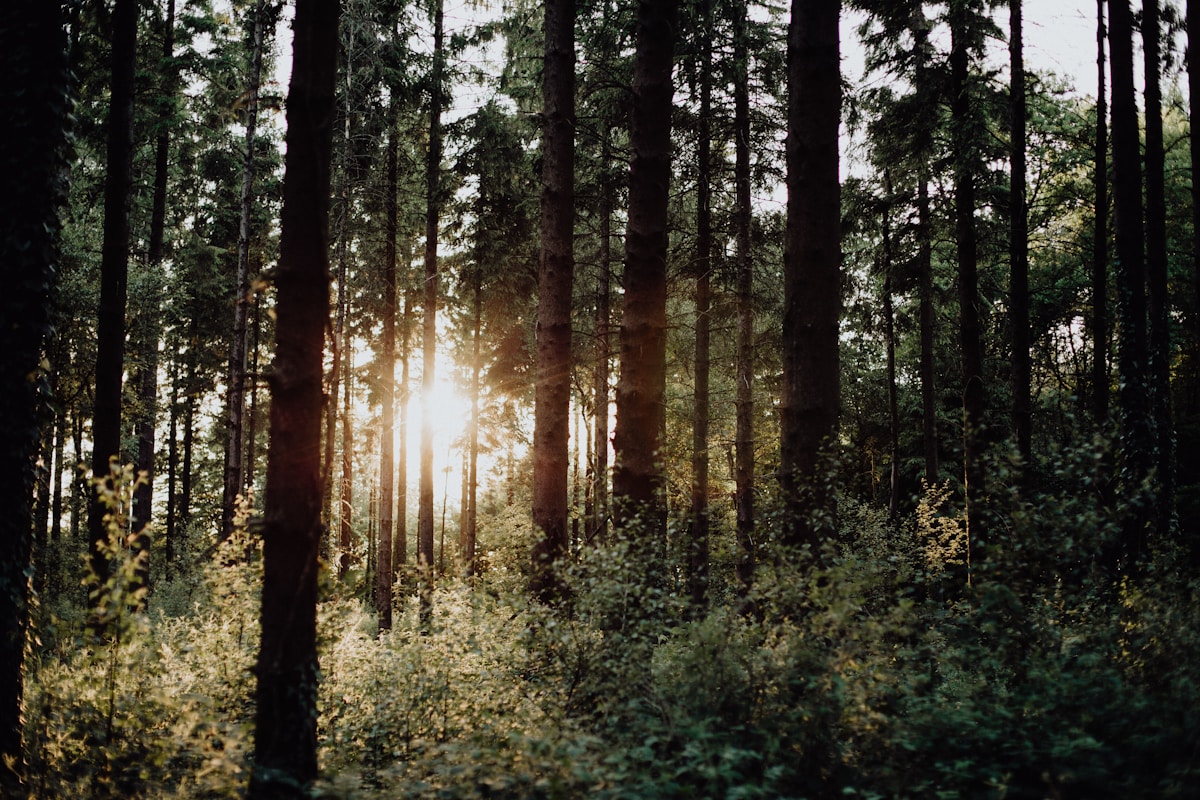 Welsh Forest to Grow From Recycled Nutrients at Music Festivals