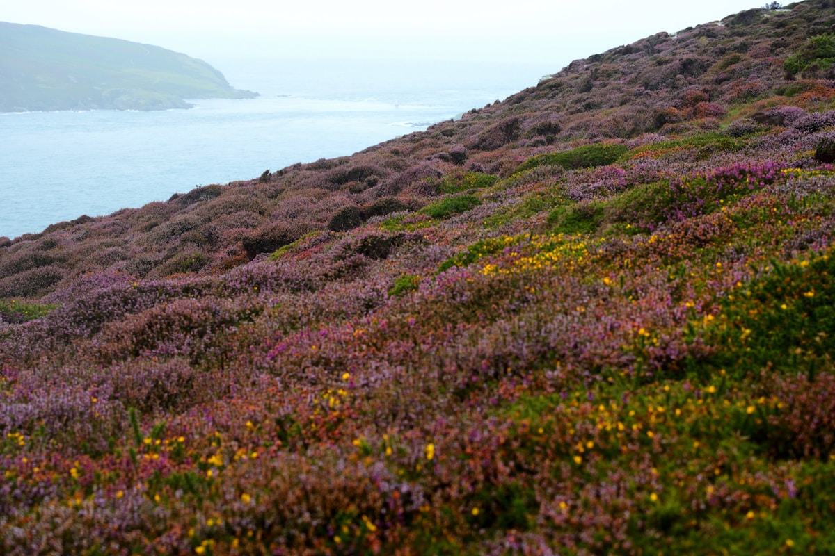 Ambitious Reforestation Project on Isle of Man Doubles in Size and Finishes Early