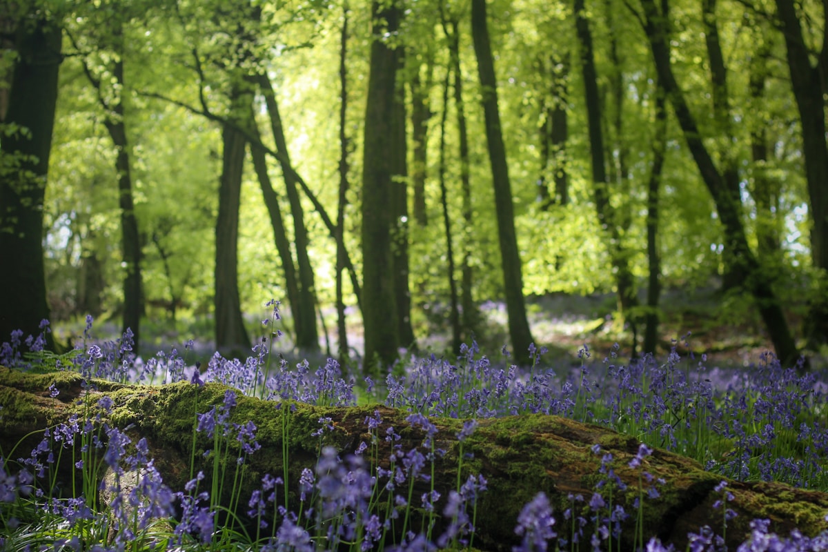 Festival-Goers Help Grow a Forest: Welsh Woodland to Thrive on Recycled Nutrients