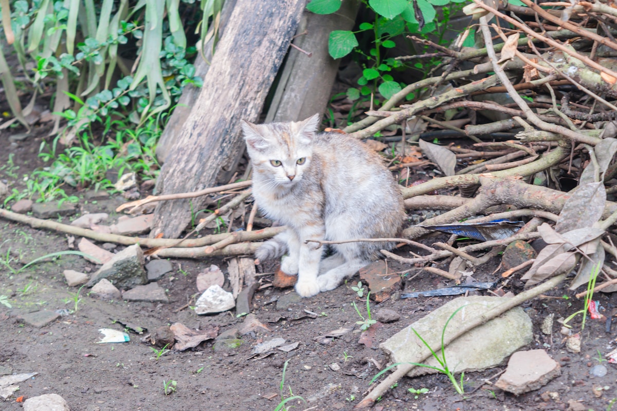Five Years Later: Lost Cat Bodhi Finds His Way Home Through Social Media