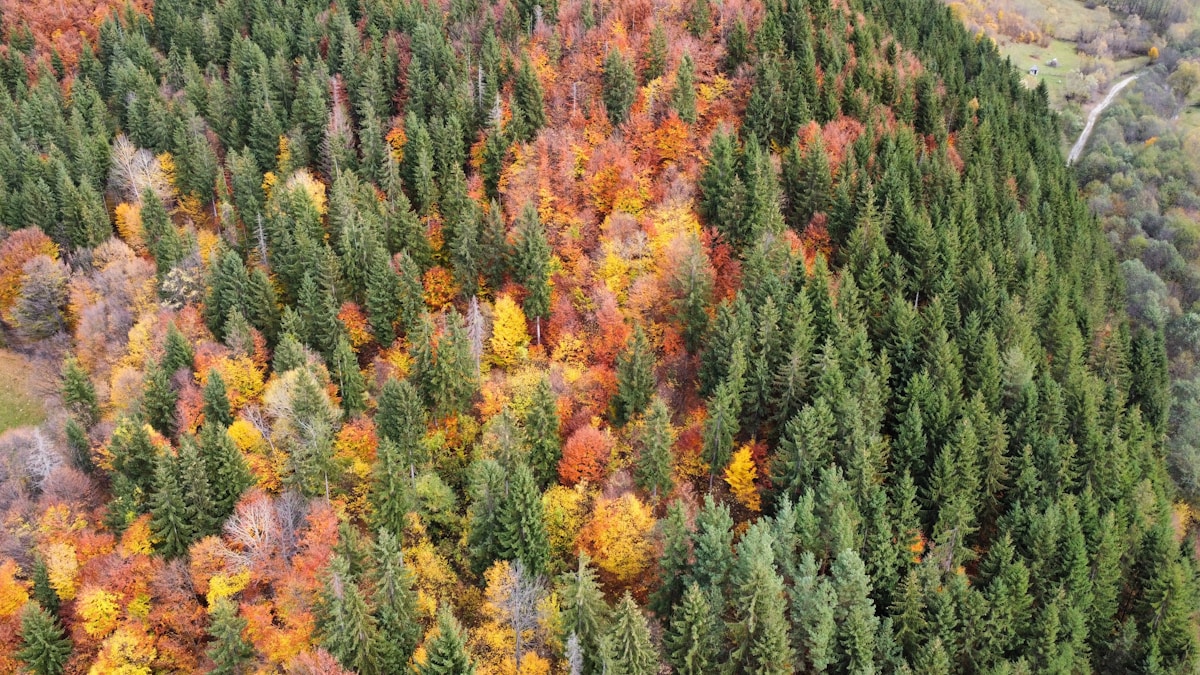 Hope for Endangered Butternut Trees: Scientists Use Data to Find Disease-Resistant Populations