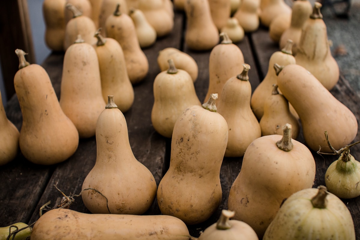 Hope Springs for Butternut Trees as Scientists Map Disease-Resistant Populations