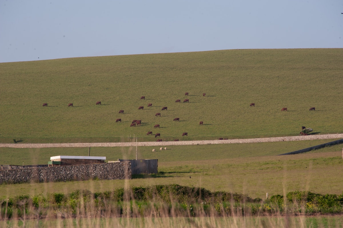 Golden Eagles May Soon Soar Over English Countryside Again