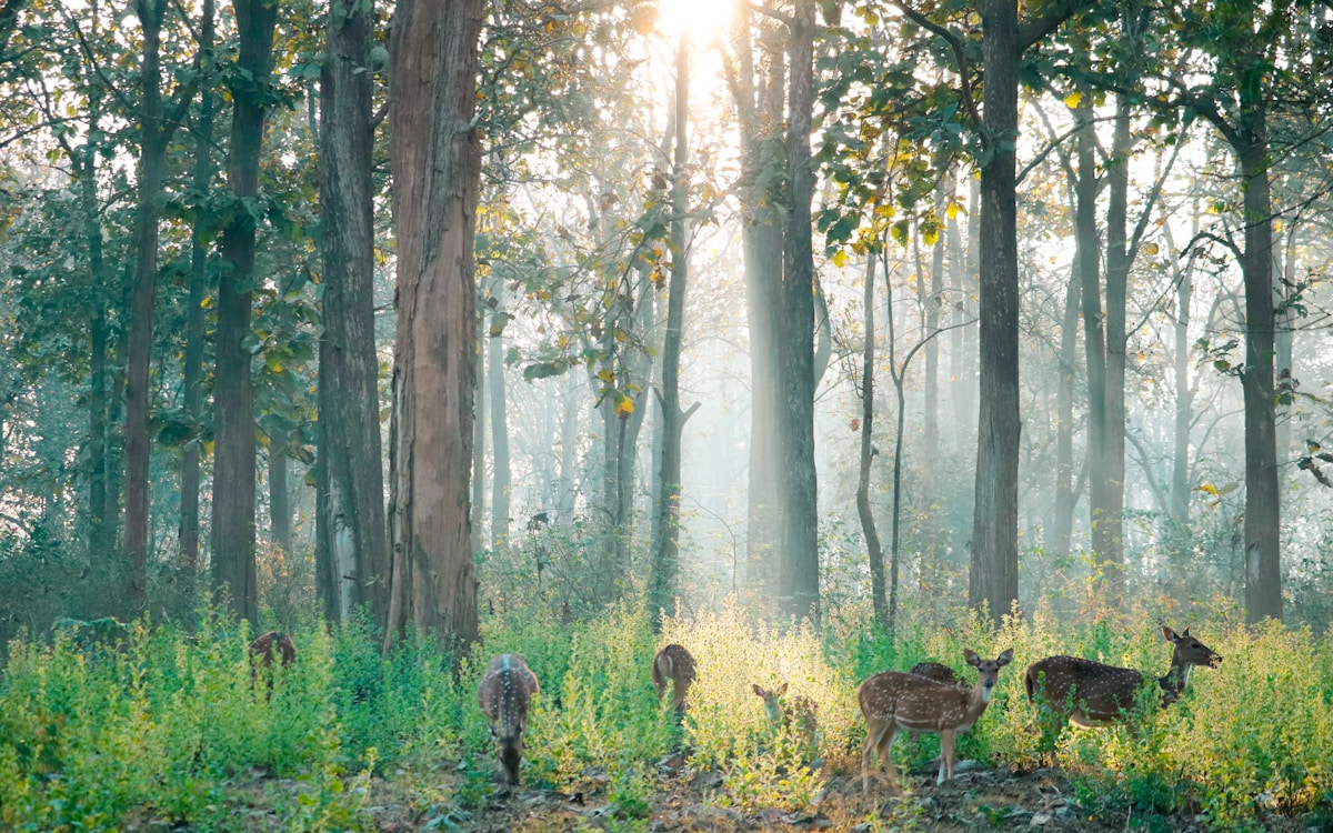 India's Sacred Groves Offer Thriving Sanctuaries for Wildlife and Biodiversity