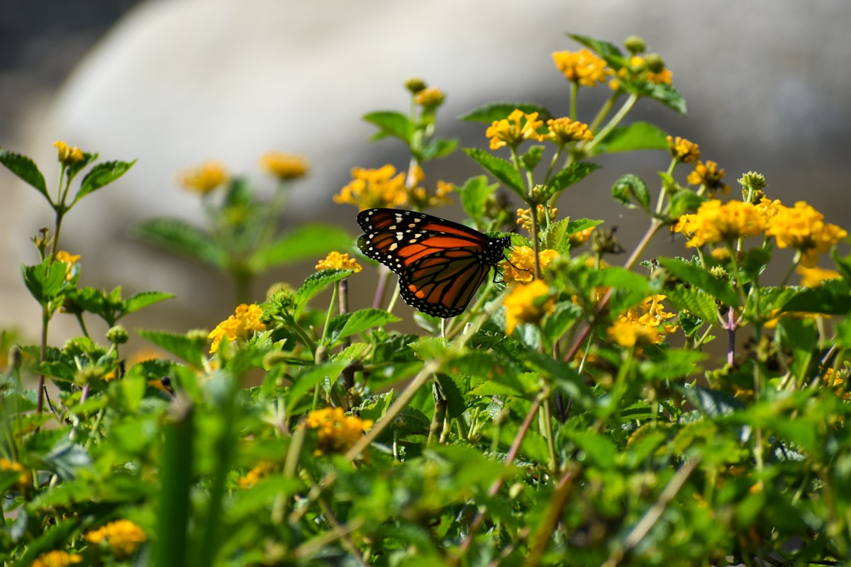 Restoring the Magic: Efforts Underway to Revive California's Iconic Monarch Butterfly Sanctuary