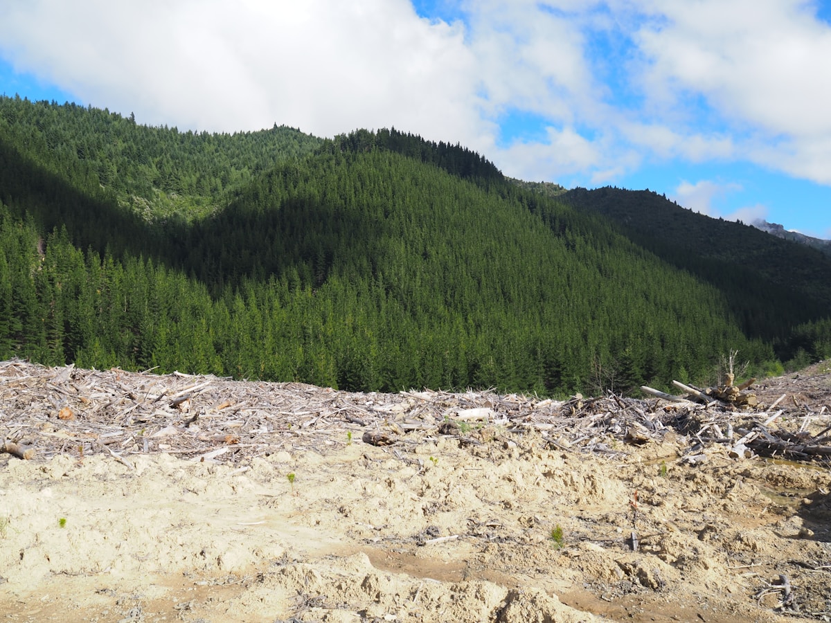 Tongass Rainforest Protected as Court Blocks Logging Plans