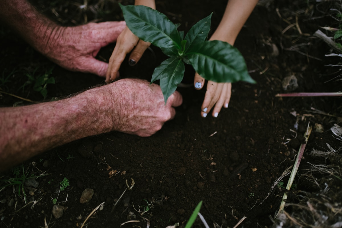 Cherry Tree Plants Its Own Sapling as Couple Celebrates Two Decades of Love