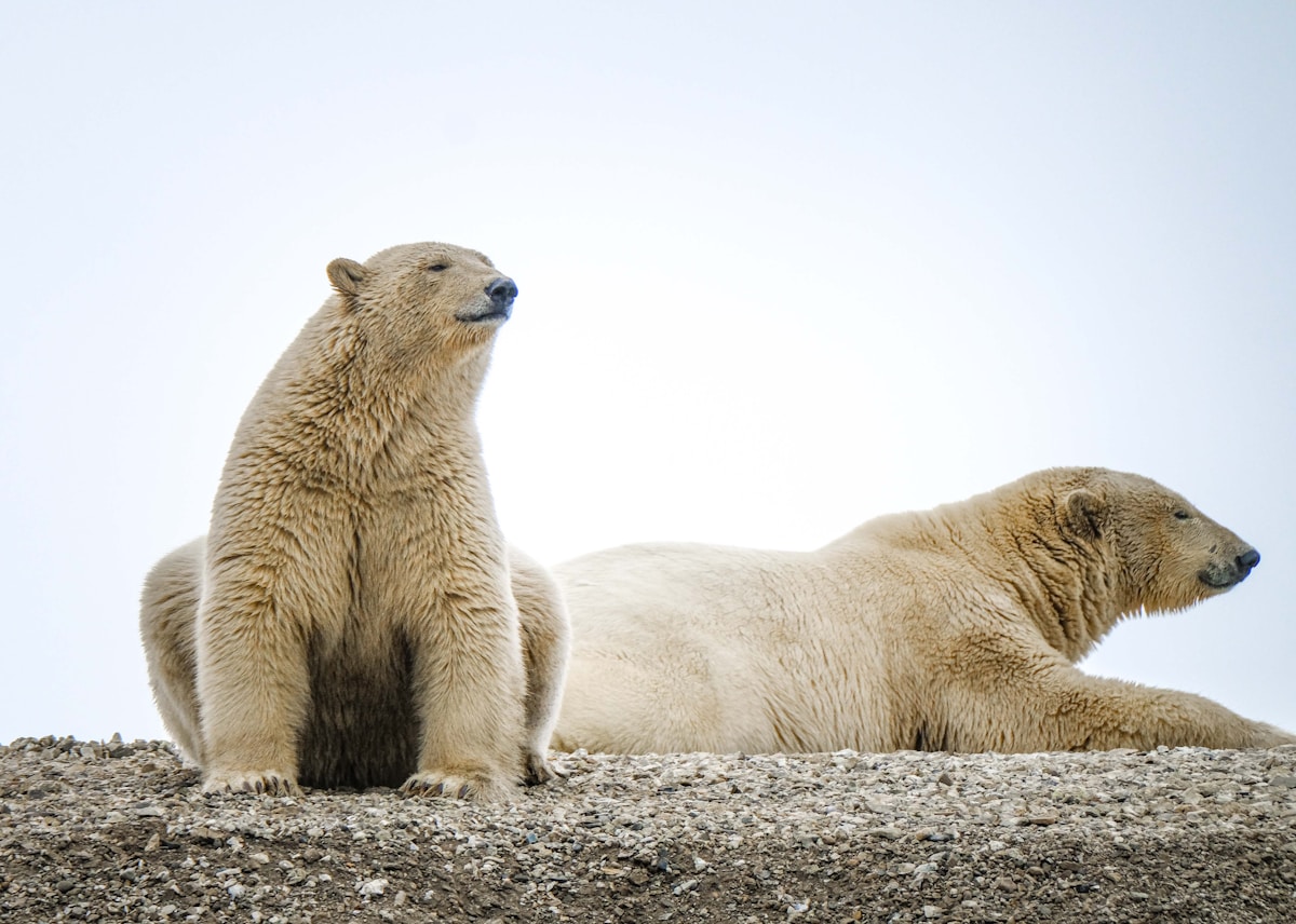 Svalbard's Polar Bears Adapt Better Than Expected to Arctic Changes