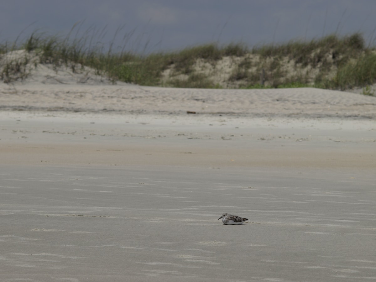Volunteers Find Rare Sea Turtle During South Carolina Beach Cleanup