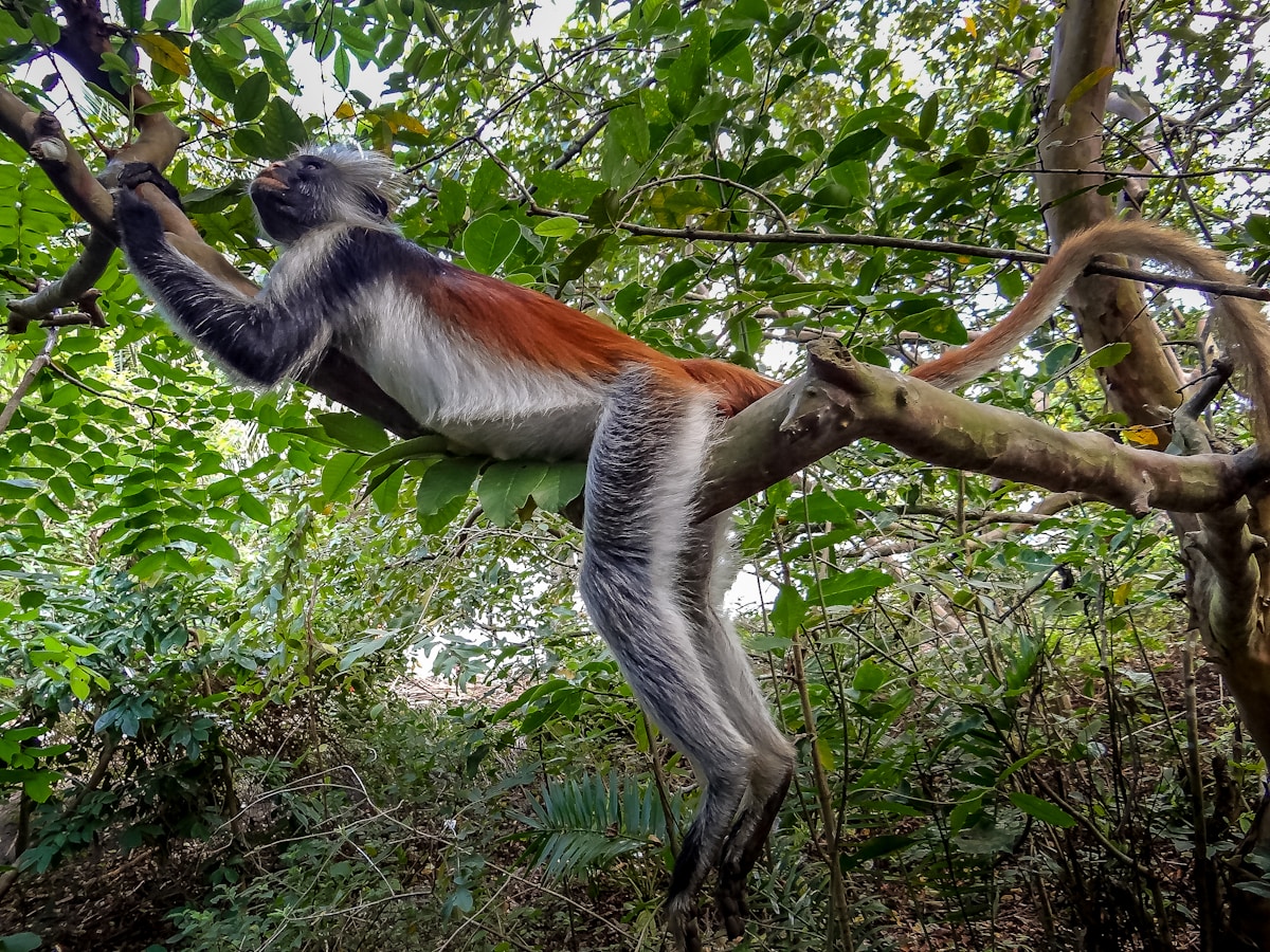 Collaborative Conservation Effort Brings Hope to World's Rarest Primates