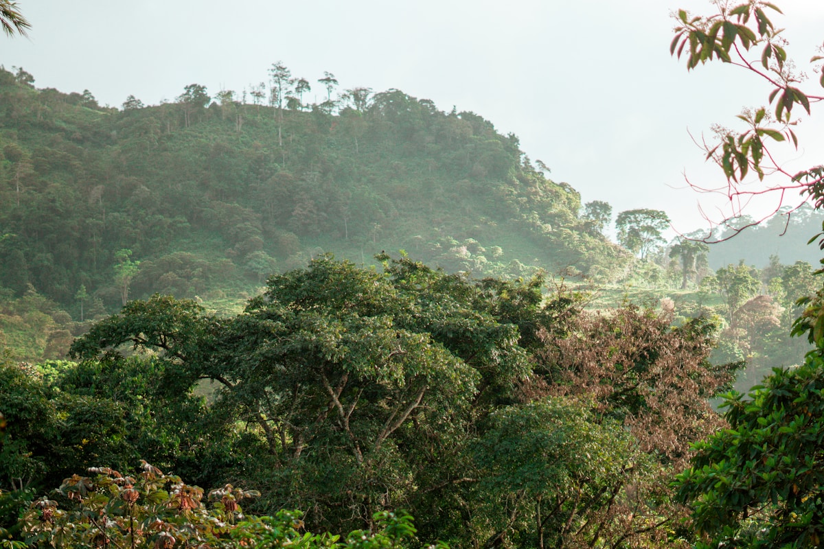 Rare Jaguar Returns to Honduras Mountains, Offering Hope for Big Cat Recovery