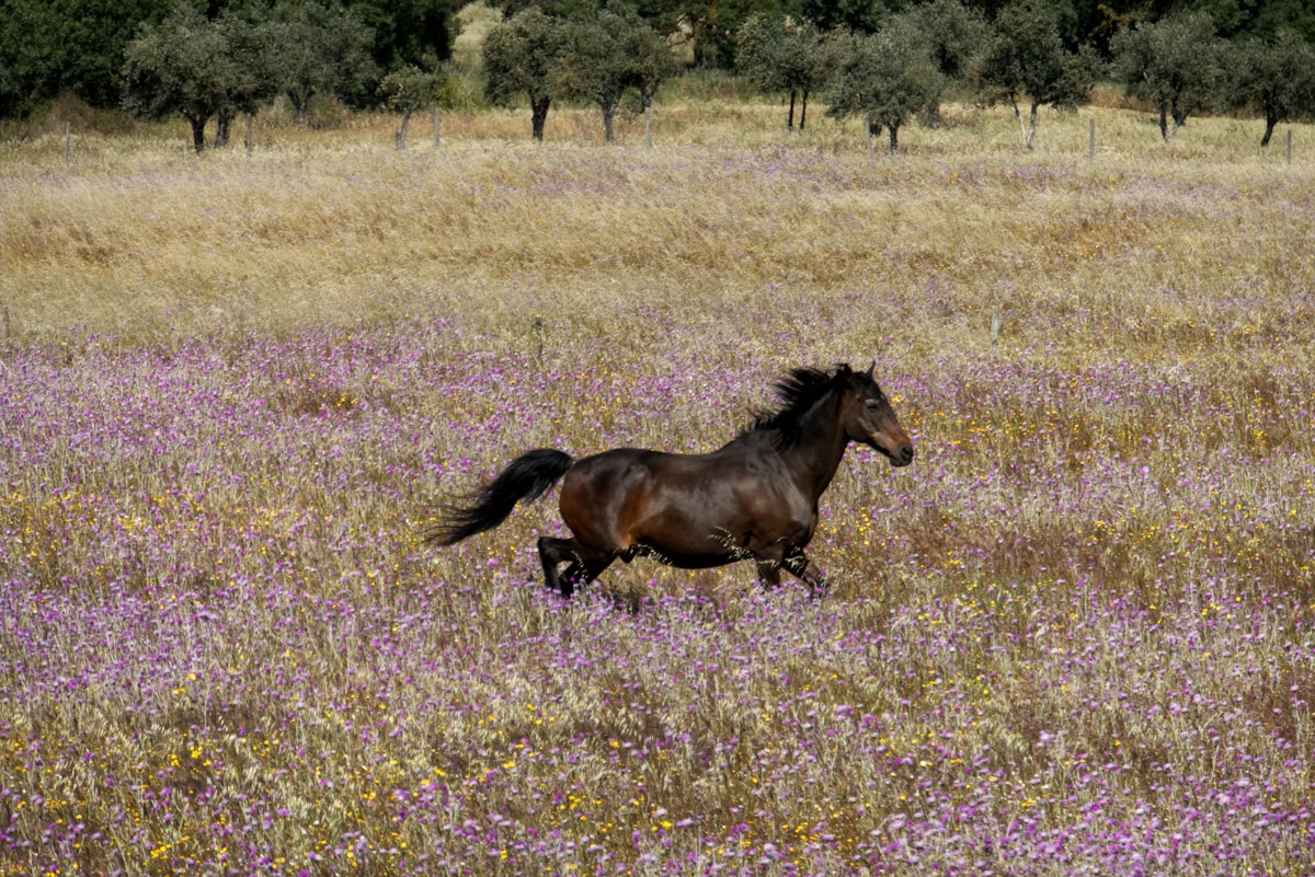 Ancient Horse Species Makes Remarkable Comeback in Spanish Rewilding Success