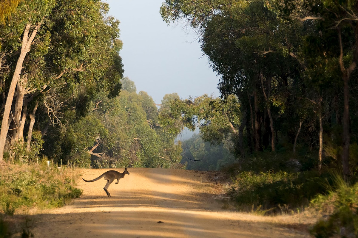 Australian Conservation Gets a Price Tag—And It's More Achievable Than Expected