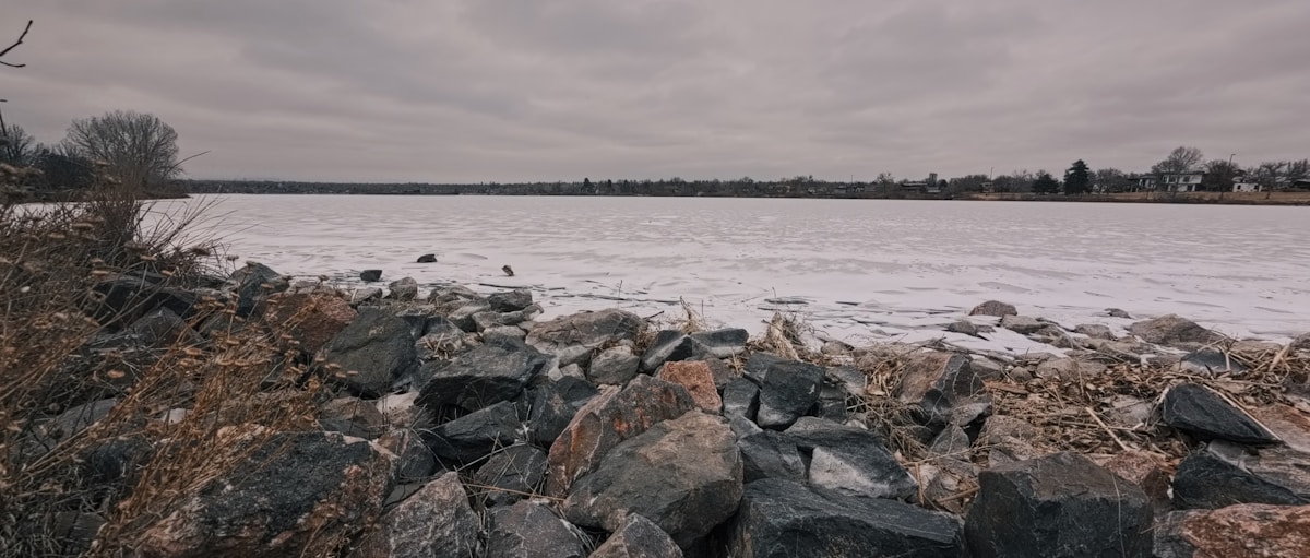 Courageous Swimmer Plunges Into Icy Lake to Free Injured Seagull