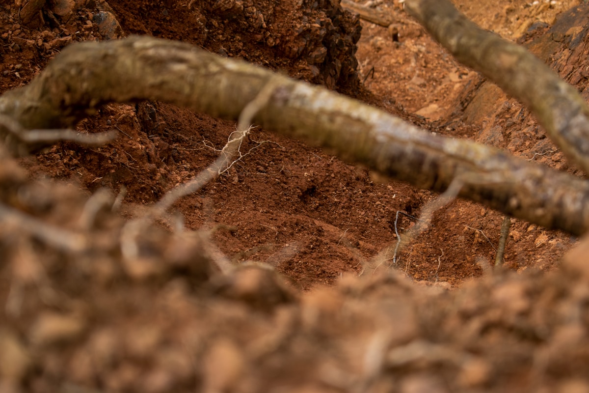 Microbes in Soil Could Power the Future of Underground Sensors