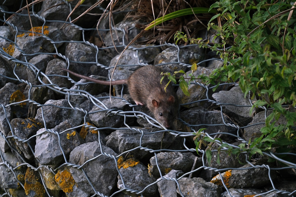 Invasive Rat Removal Restores Wake Atoll's Seabird Sanctuary
