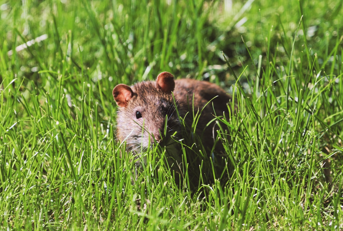 A Heroic Rat's Legacy: How One Remarkable Animal Cleared Thousands of Landmines