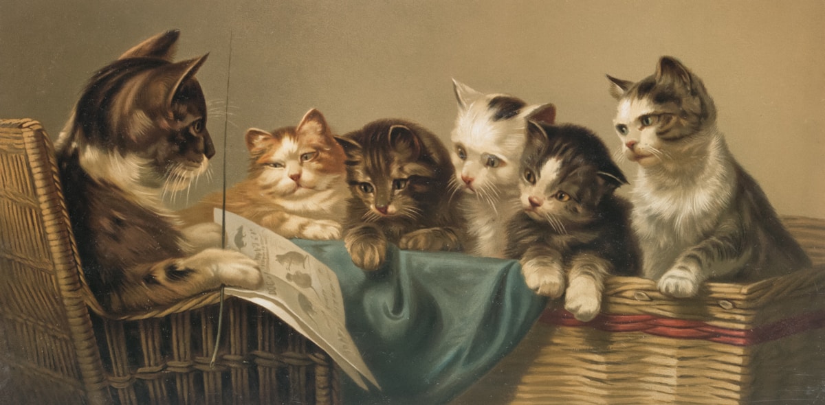 Surprise Discovery: Seven Kittens Found Safe at Pennsylvania Lowe's, Heading to New Homes