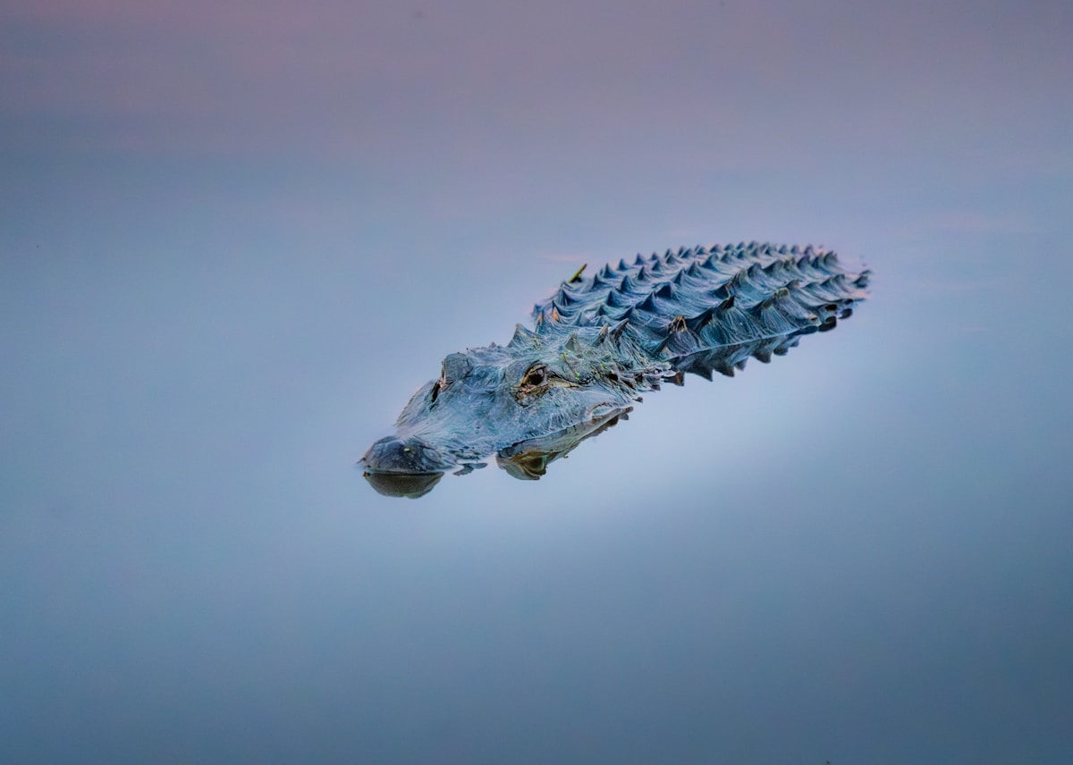 Georgia Museum Unveils World's First Complete Skeleton of Prehistoric 30-Foot Alligator