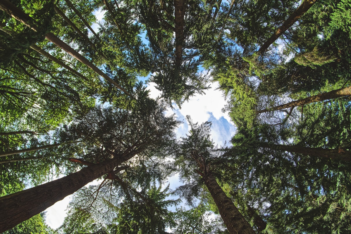 A Trillion Trees Could Transform Our Planet—If They're Cared For Properly