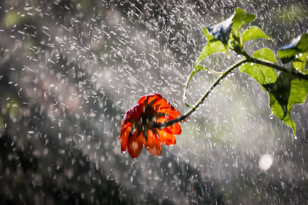 MIT Researchers Discover Seeds Respond to Rainfall Sounds—and Grow Faster Because of It
