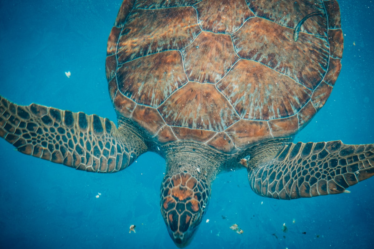 After 22 Years of Care, Molly the Sea Turtle Gets Her Second Chance at Sea