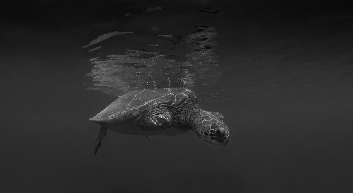 Against the Odds: Sea Turtle Nutella Returns to the Ocean After Remarkable Recovery