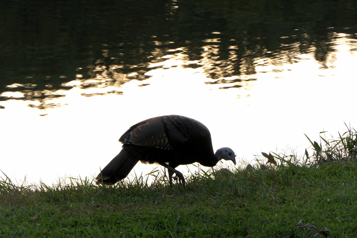 Ancient Spring Messenger Returns: Turkey's Bald Ibis Brought Back from the Brink of Extinction