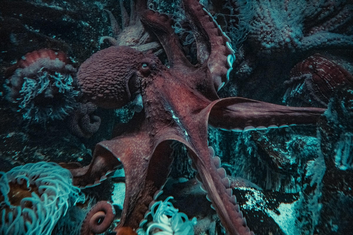 Ancient Ocean Secrets Revealed: Scientists Discover Giant Octopuses Once Dominated the Seas