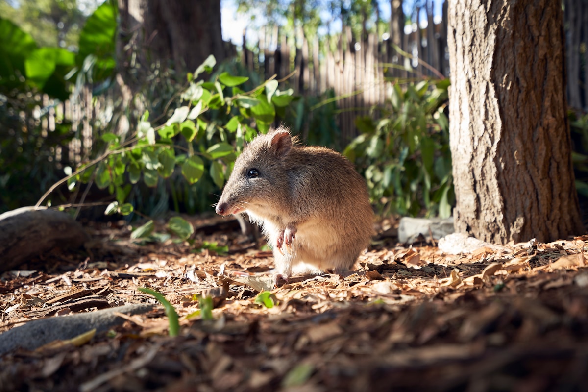 Australian Marsupial Makes Remarkable Comeback: Eastern Barred Bandicoot Returns to the Wild