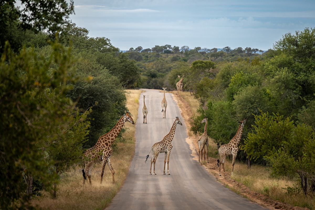 Against the Odds: Two Adventurers Complete Epic African Crossing in a Three-Wheeled Car