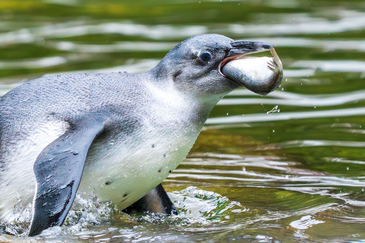 Meet Spneb: The World's Oldest Penguin Celebrates 38 Years with a Fishy Birthday Cake