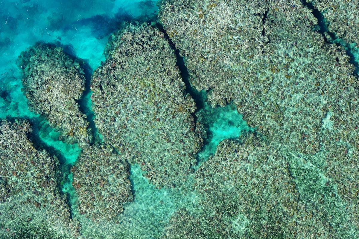 Ocean Currents Reveal Hidden Network Connecting Coral Reefs Worldwide