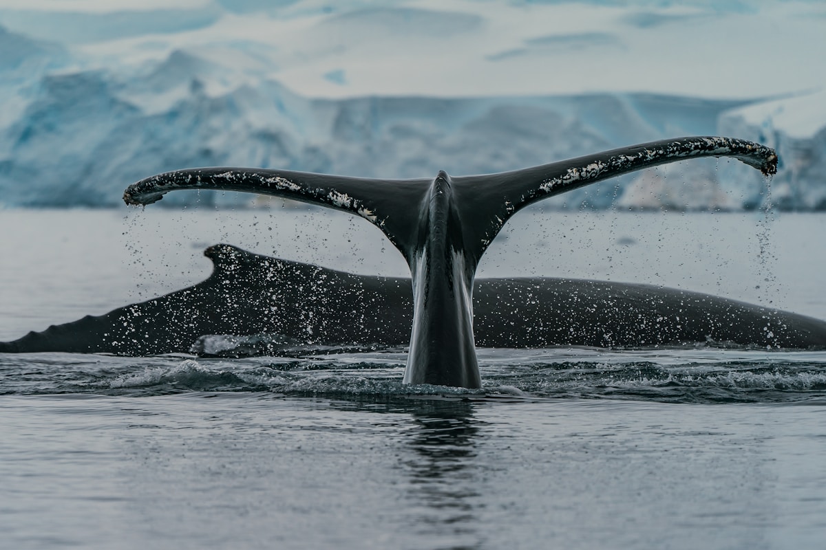 Whales Make a Stunning Comeback in Antarctic Waters