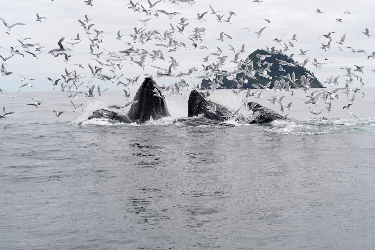 Photographers Witness Largest Humpback Whale Gathering Ever Recorded