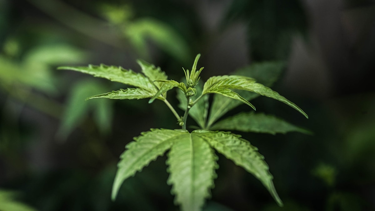 Hidden Healing Compounds Discovered in Cannabis Plants